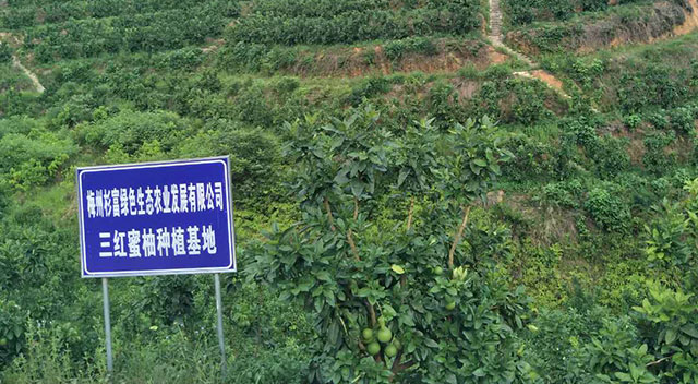 大圖1